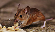24 Hour & Emergency Exterminators in Sheyenne, ND